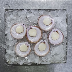 Mooloolaba Half Shell Scallop